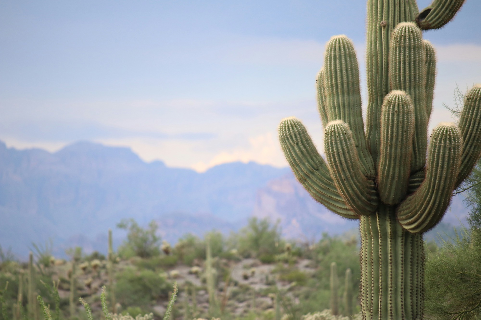 A tall saguaro cactus with blue desert mountains behind it